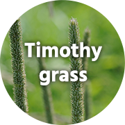 Timothy grass