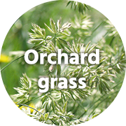 Orchard grass