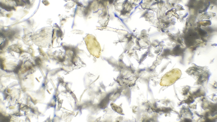 decomposes_molds_img_index_01